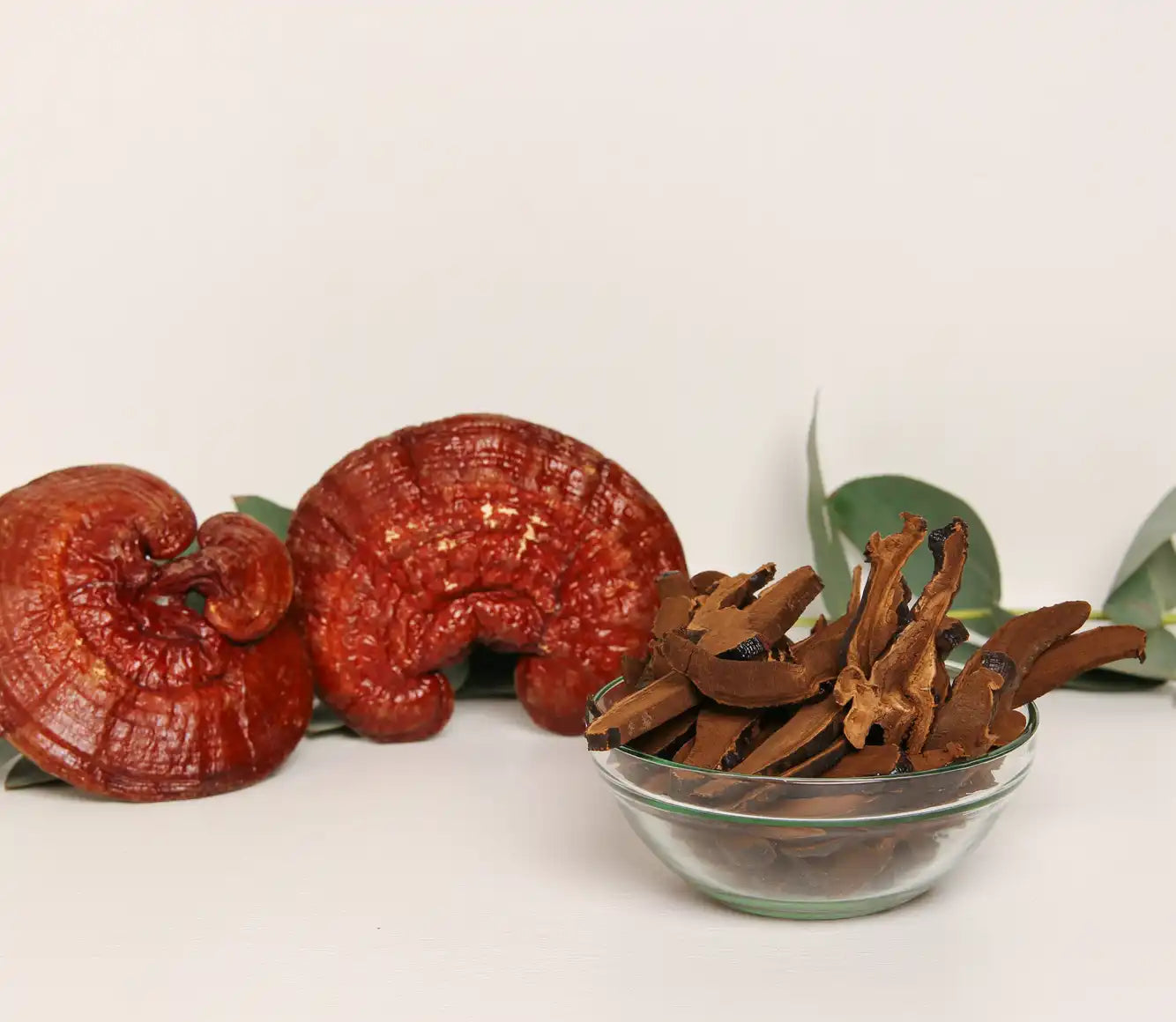 Reishi sieni