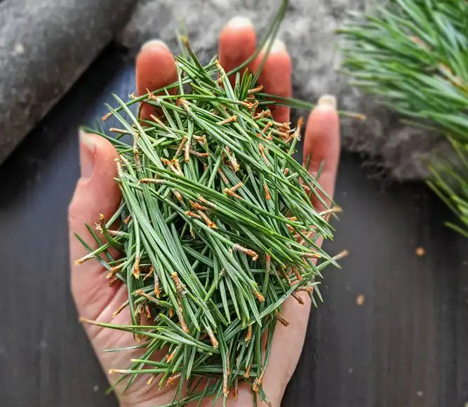 Pine needles