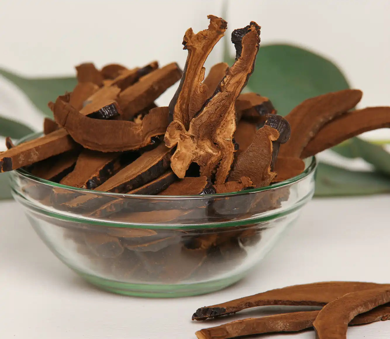 Reishi sieni