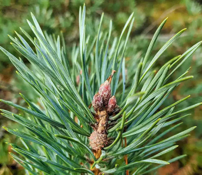 Pine needles