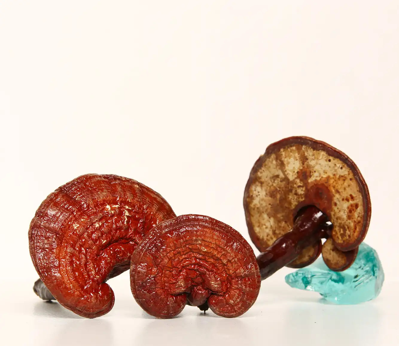 Reishi sieni