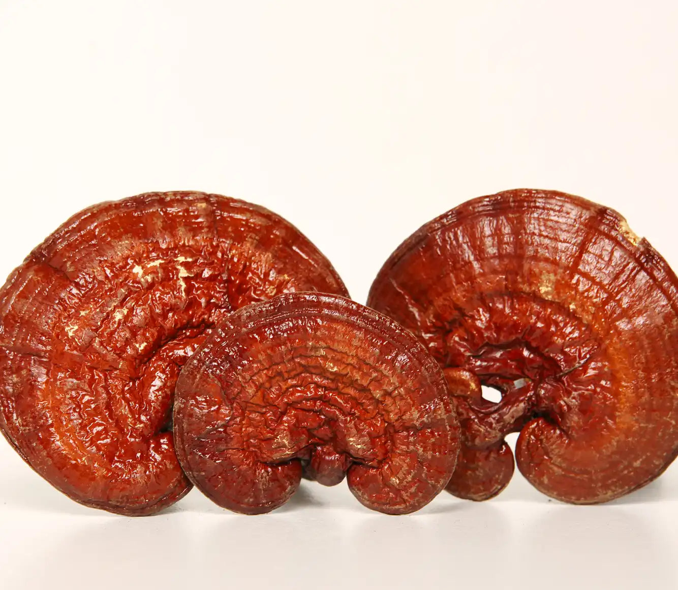 Reishi sieni