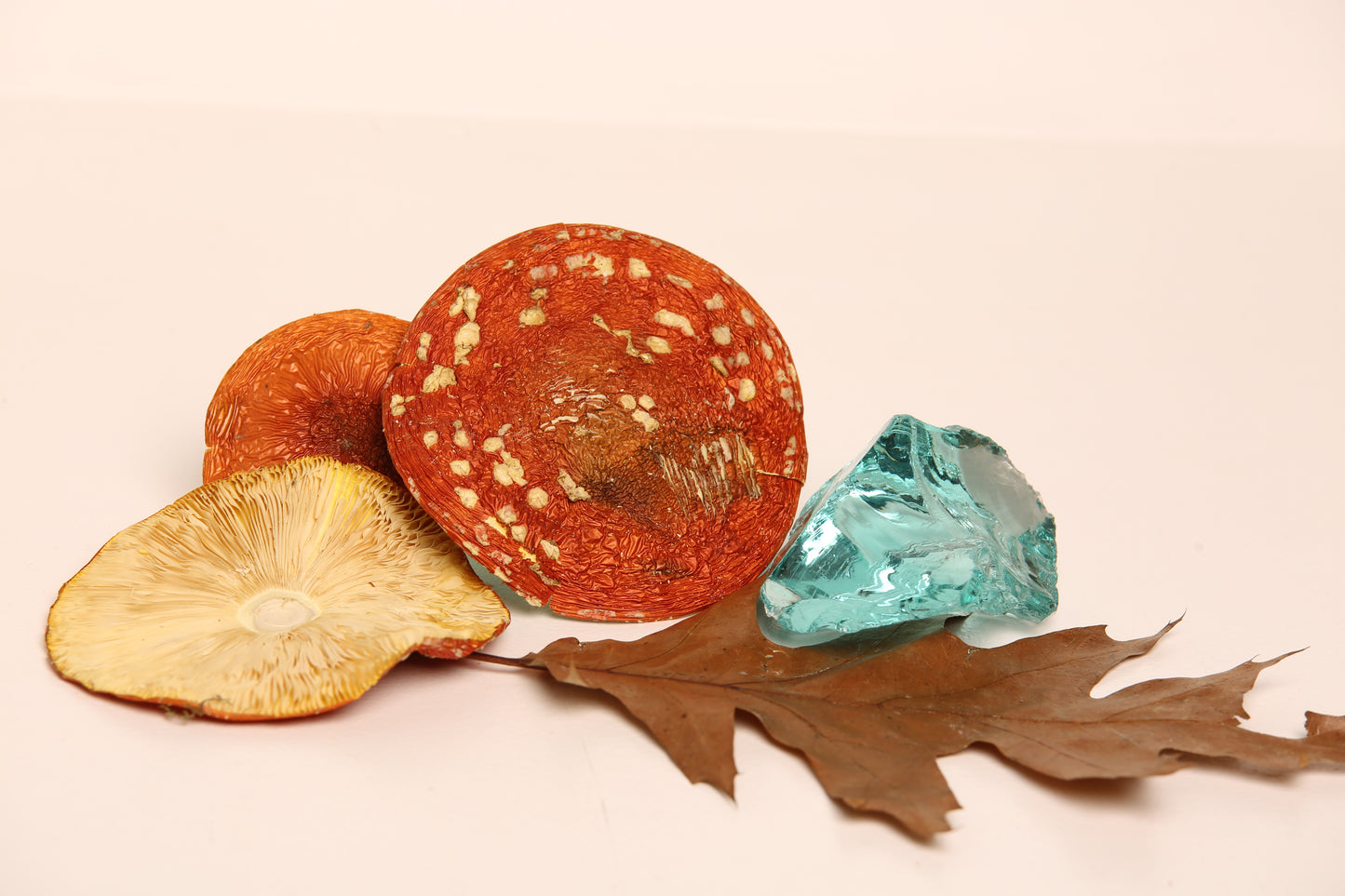 Amanita muscaria - grade A