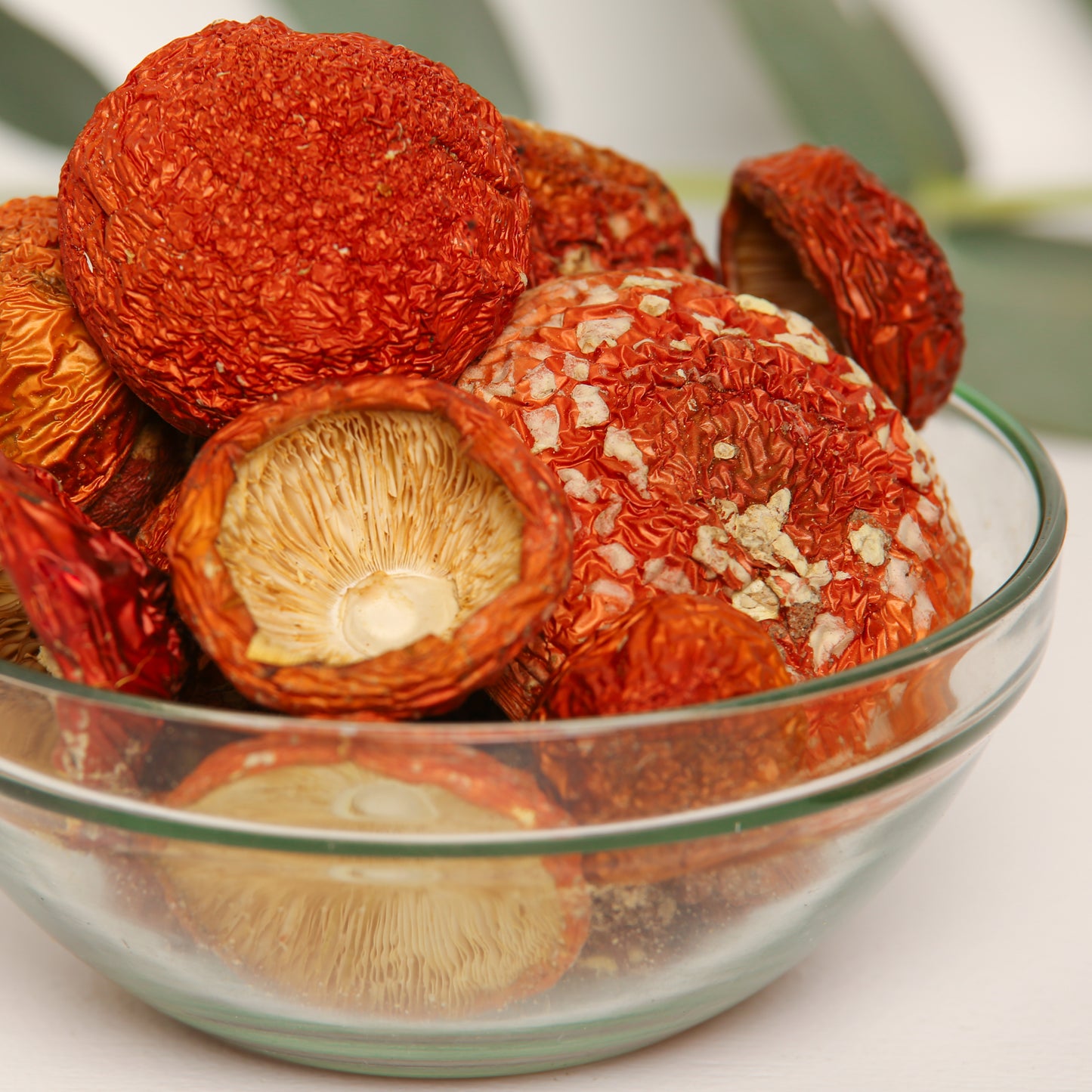 Amanita muscaria Premium