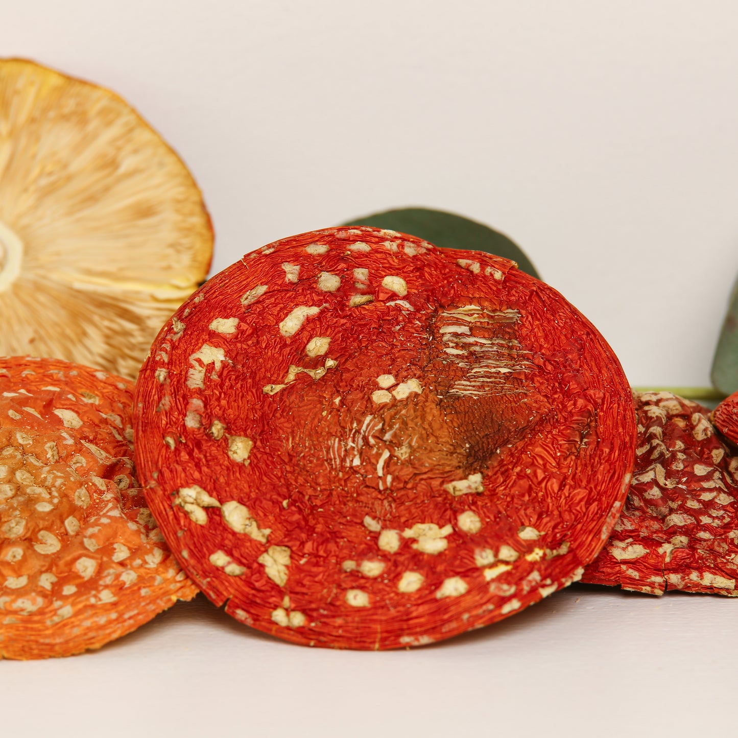 Amanita muscaria - luokka A