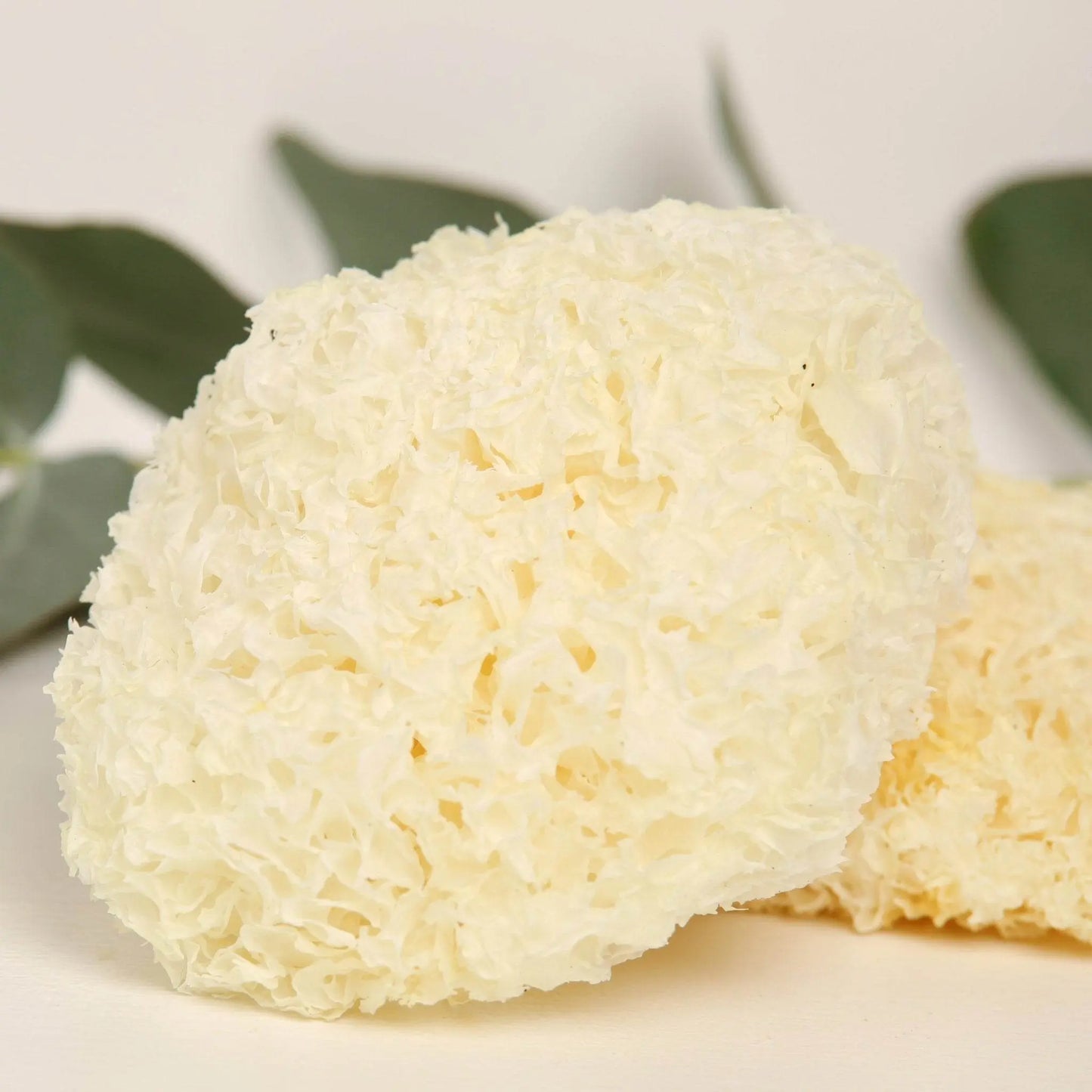 Tremella orgânica (fungo da neve).