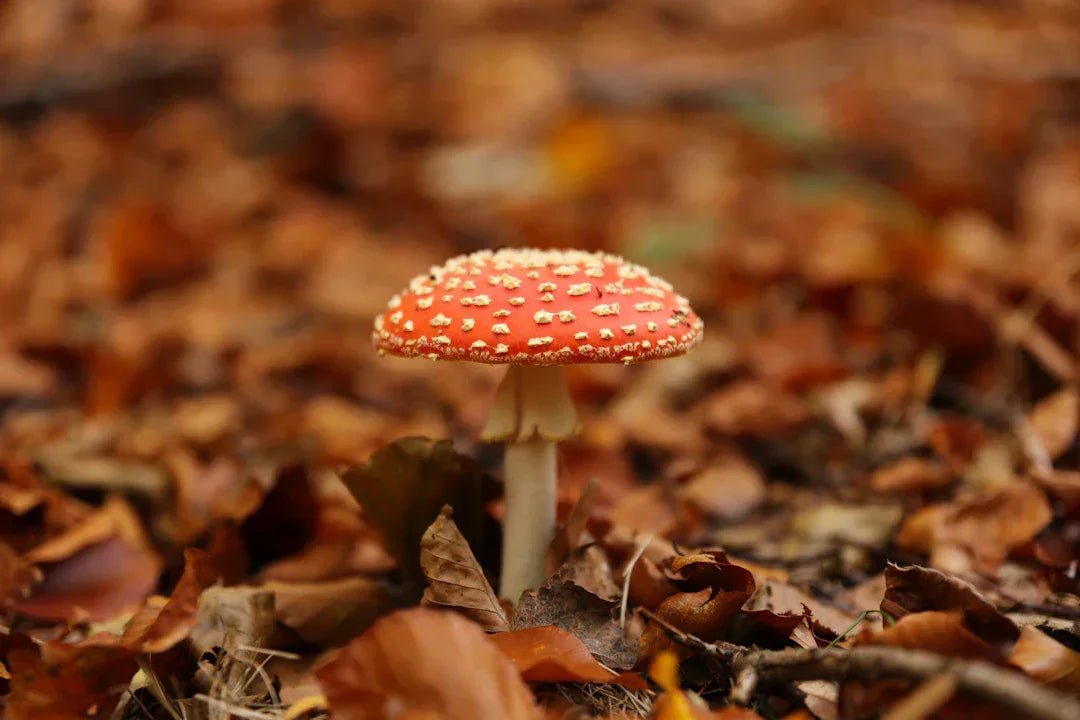 Fliegenpilz: Eine Reise durch die traditionelle Medizin – Amanita Store