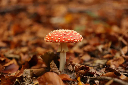 Fliegenpilz: Eine Reise durch die traditionelle Medizin – Amanita Store