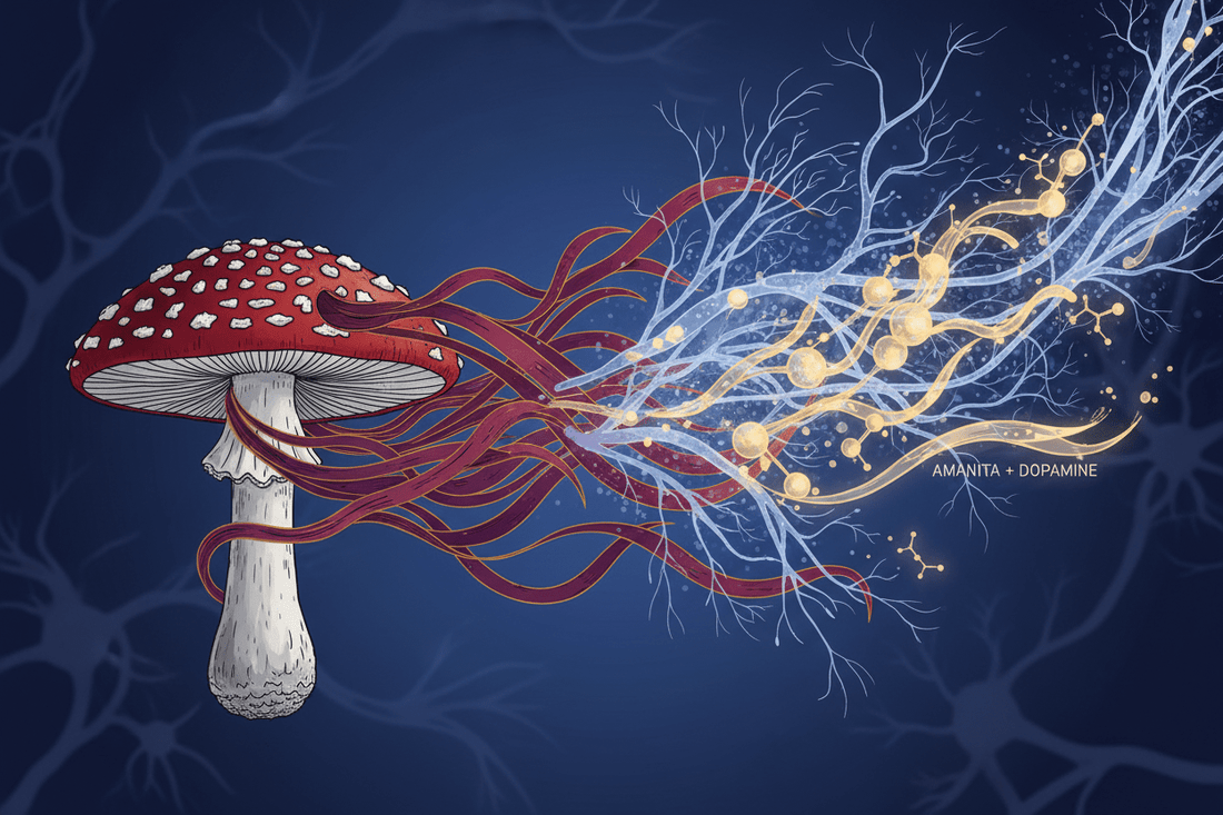 Fliegenpilz: Dopamine's Dance for Attention & Calm Focus - Amanita Store