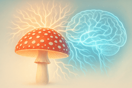 Amanita Muscaria: Exploring the Brain's Blueprint for Better Focus and Mental Clarity - Amanita Store