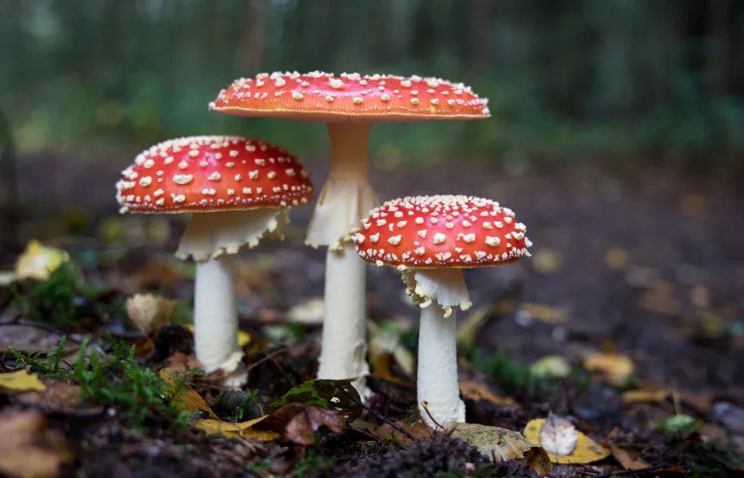 Mikrodosierung mit Fliegenpilzen: Ist es das Richtige für Sie? – Amanita Store