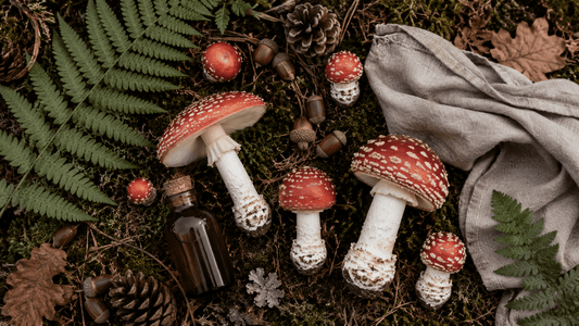 Amanita Muscaria: Redefining Relaxation Beyond the Buzz - Amanita Store
