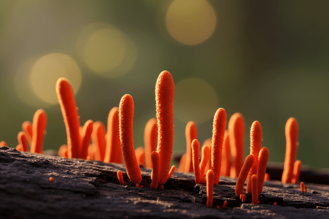 Beyond the Jitters: Harnessing Cordyceps Militaris for Sustained Energy and Mental Acuity - Amanita Store