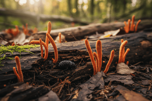 Puppenkernkeule: Deine Spitzenleistung natürlich antreiben – Amanita Store