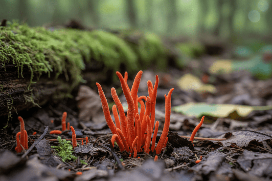 Cordyceps Militaris: Uthållighet och Mental Fördel Synergi - Amanita Store