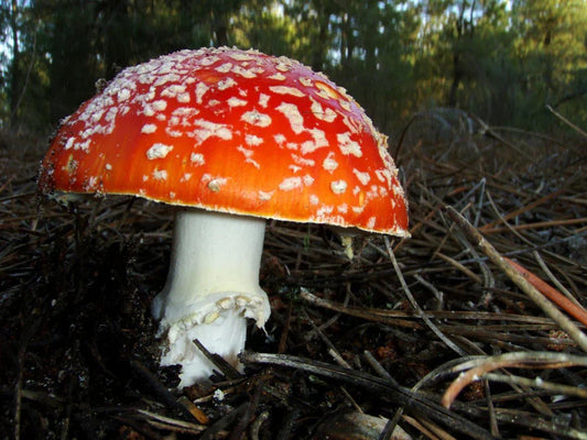 Entdecken Sie den Fliegenpilz: Ein historischer Überblick – Amanita Store