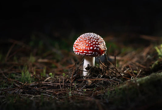 Discover Amanita muscaria: History & Cultural Significance - Amanita Store