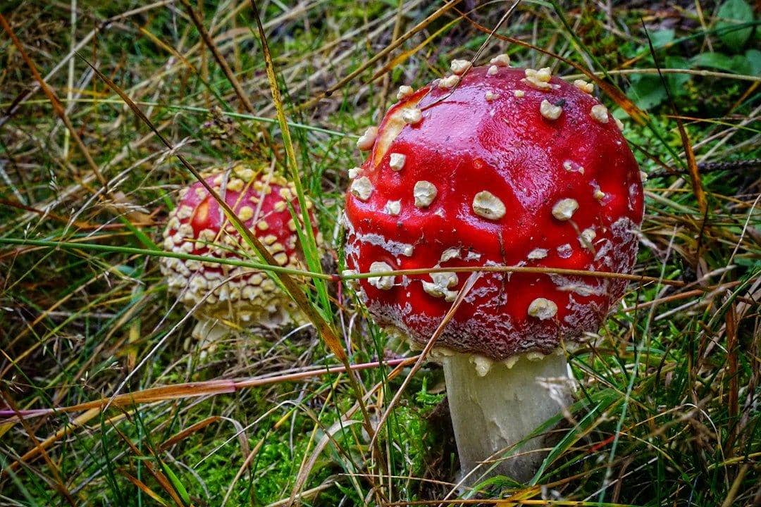 Découverte de l'Amanita Muscaria : psychédélique unique comparé aux autres - Boutique Amanita