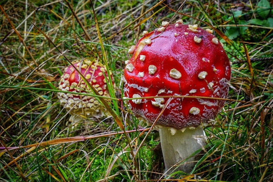 Découverte de l'Amanita Muscaria : psychédélique unique comparé aux autres - Boutique Amanita