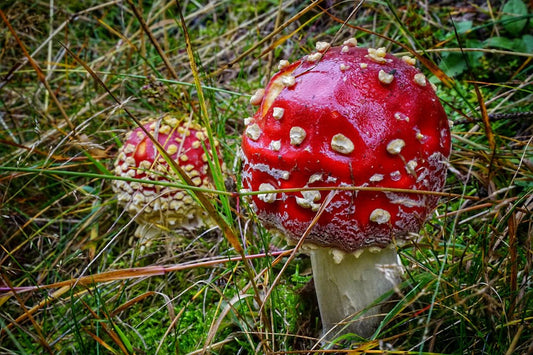 Discovering Amanita Muscaria: Unique vs. Other Psychedelics