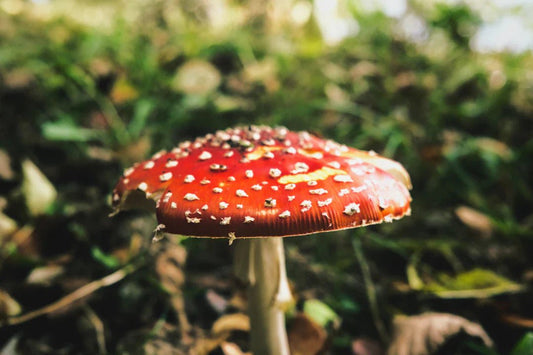 Discovering the Benefits of Amanita Muscaria Microdosing - Amanita Store