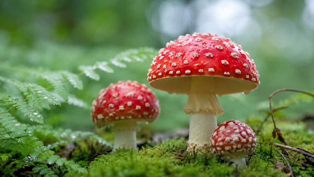 Dream Weaver: Amanita Muscaria for Deeper Sleep - Amanita Store