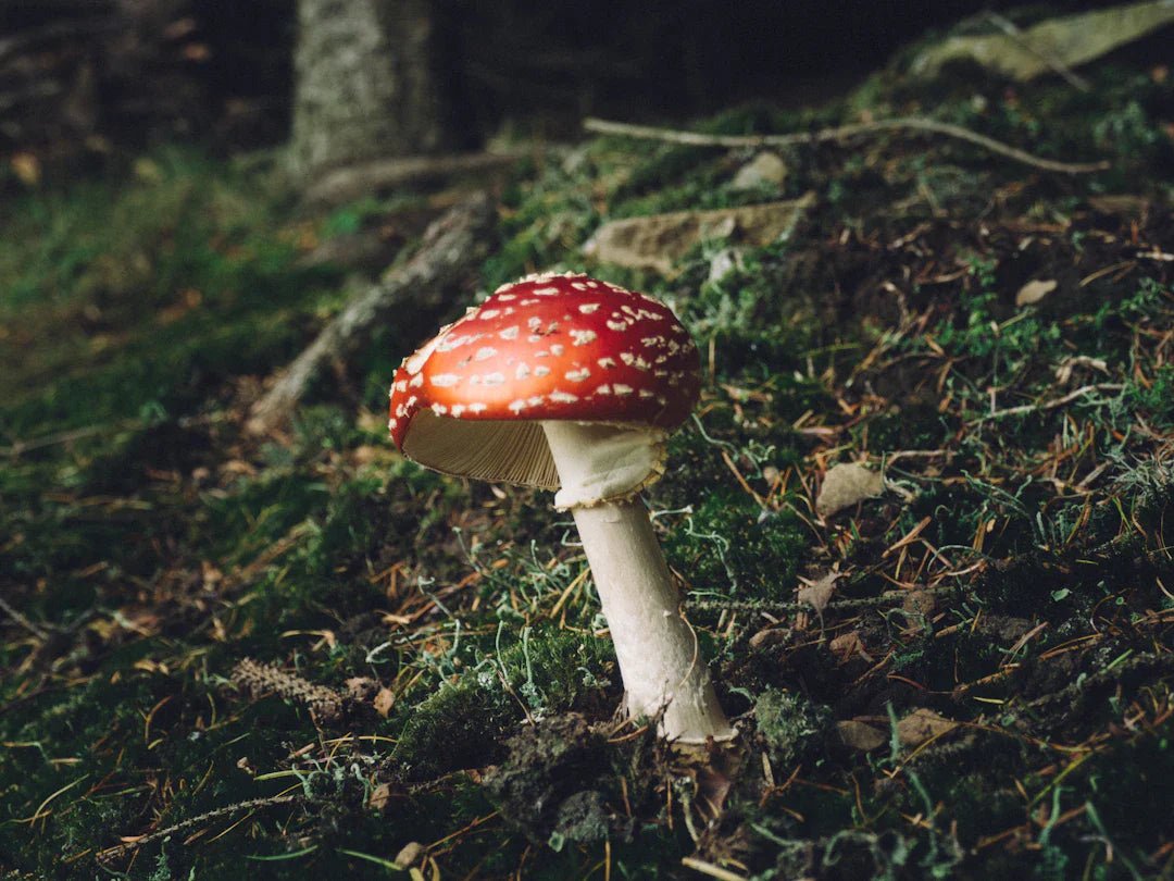 Utforskar Amanita Muscaria-mikrodosering över kulturer - Amanita Store