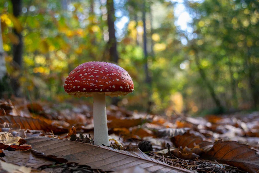 Finding Your Perfect Dose: Microdosing Amanita Muscaria - Amanita Store