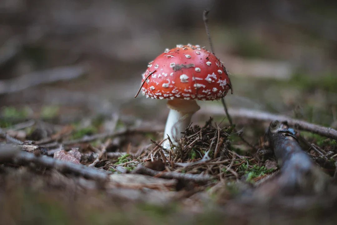 Legalidade da Amanita Muscaria: O que você precisa saber - Loja de Amanita