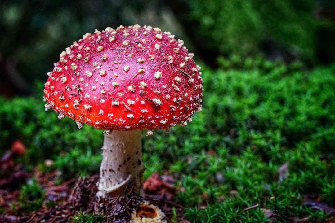 Padroneggiare l'Amanita Muscaria: microdosaggio per raggiungere la felicità - Amanita Store