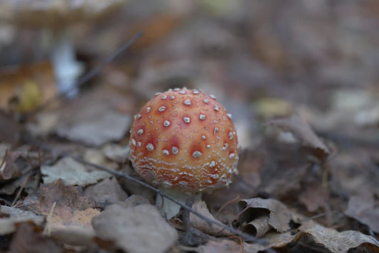 Mythen enthüllt: Gemeinsame Missverständnisse über Fliegenpilz - Amanita Store