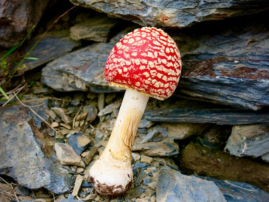 Close-up of a red Amanita muscaria mushroom nestled among rocky terrain, showcasing nature's beauty.