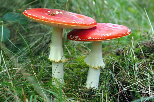 Understanding Amanita Muscaria vs. Psilocybin Mushrooms