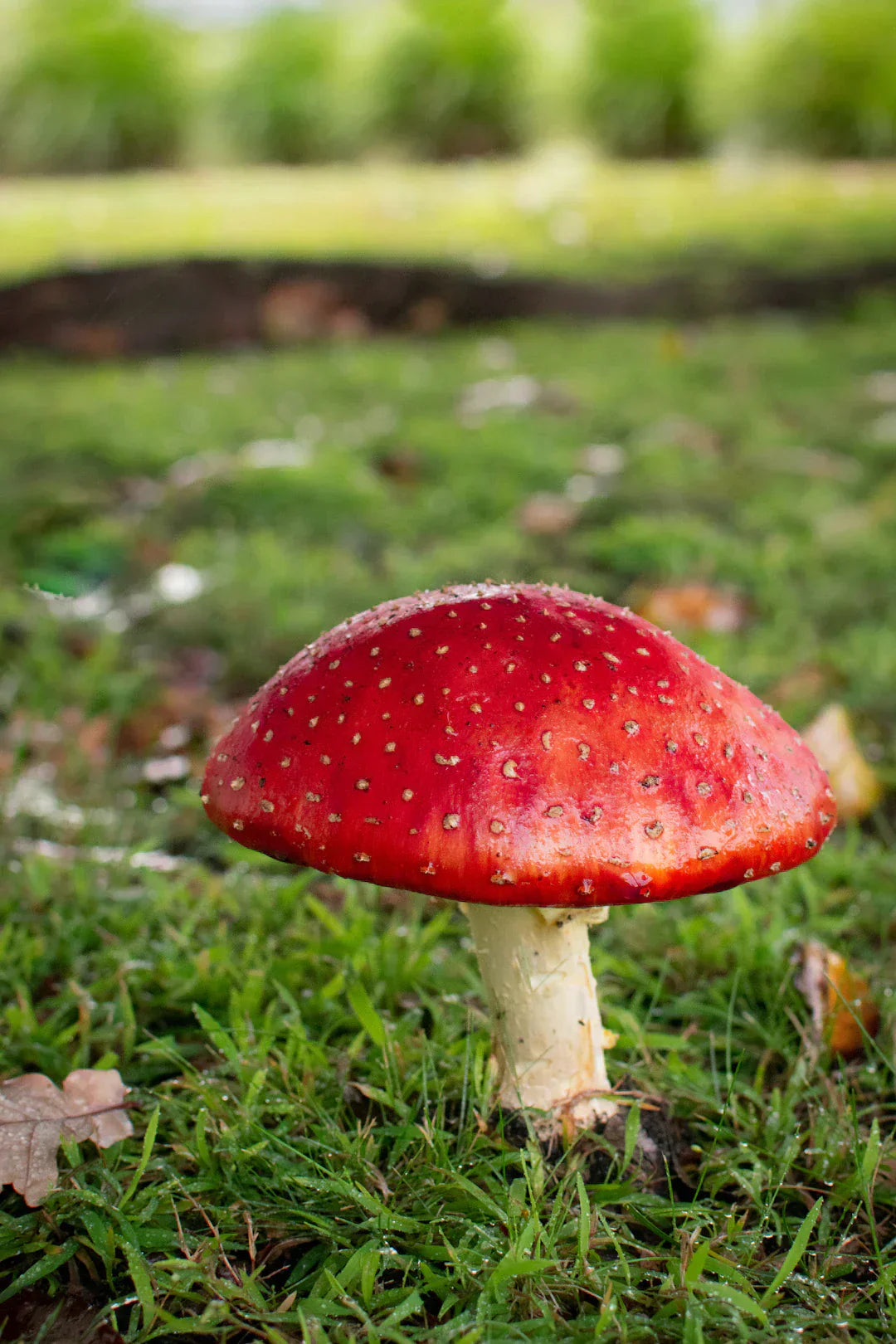 The Global Legal Landscape of Amanita Muscaria