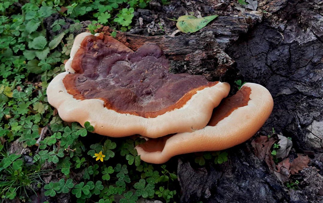 Reishi-Pilz-Supplemente für gesteigertes Wohlbefinden – Amanita Store