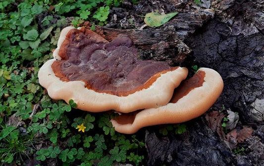 Reishi-Pilz-Supplemente für gesteigertes Wohlbefinden – Amanita Store