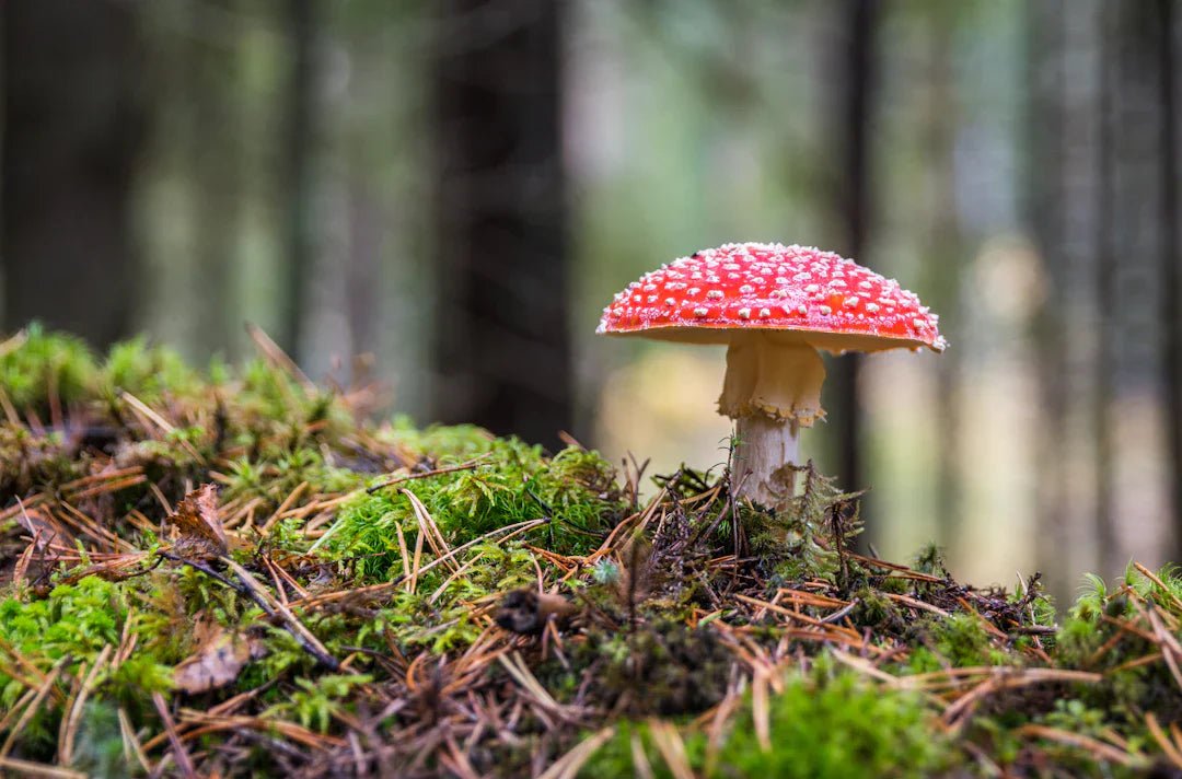 Erfolgsgeschichten: Echte Nutzer von Amanita Muscaria - Amanita Store