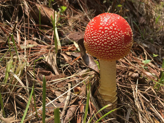 Nachhaltigkeit und Sourcing von Fliegenpilz - Amanita Store