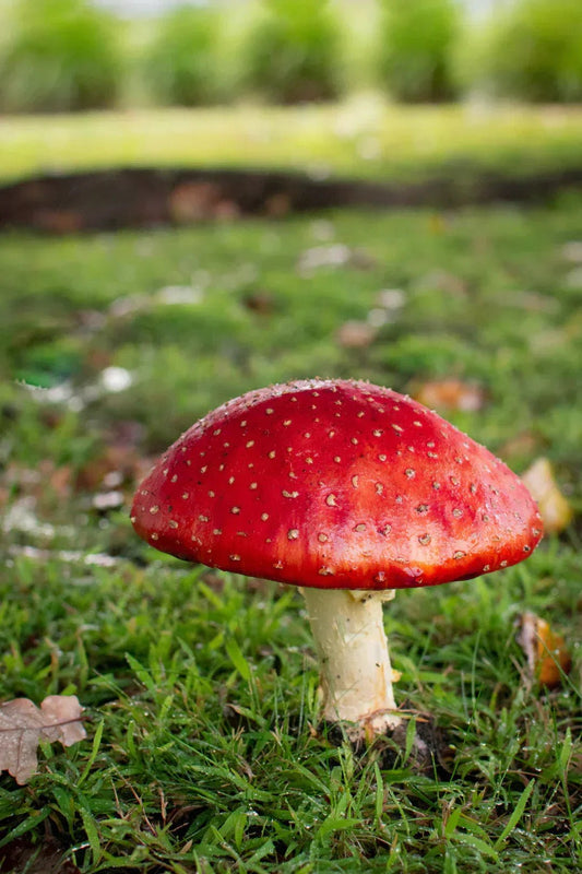 Le paysage juridique mondial de l'Amanita Muscaria - Amanita Store