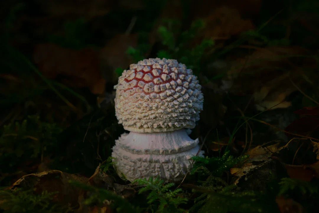 The Science Behind Amanita muscaria: Active Compounds Explained - Amanita Store