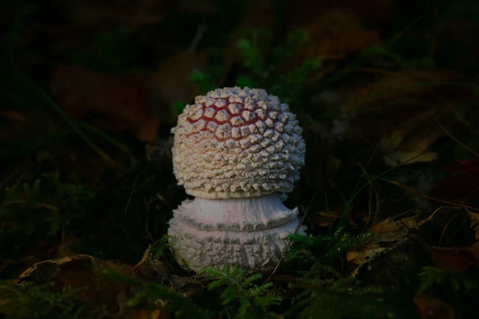 Die Wissenschaft hinter Amanita muscaria: Wirkstoffe erklärt – Amanita Store