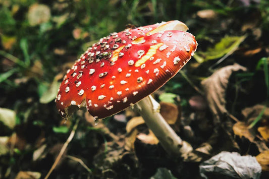 The Spiritual Journey with Amanita Muscaria - Amanita Store