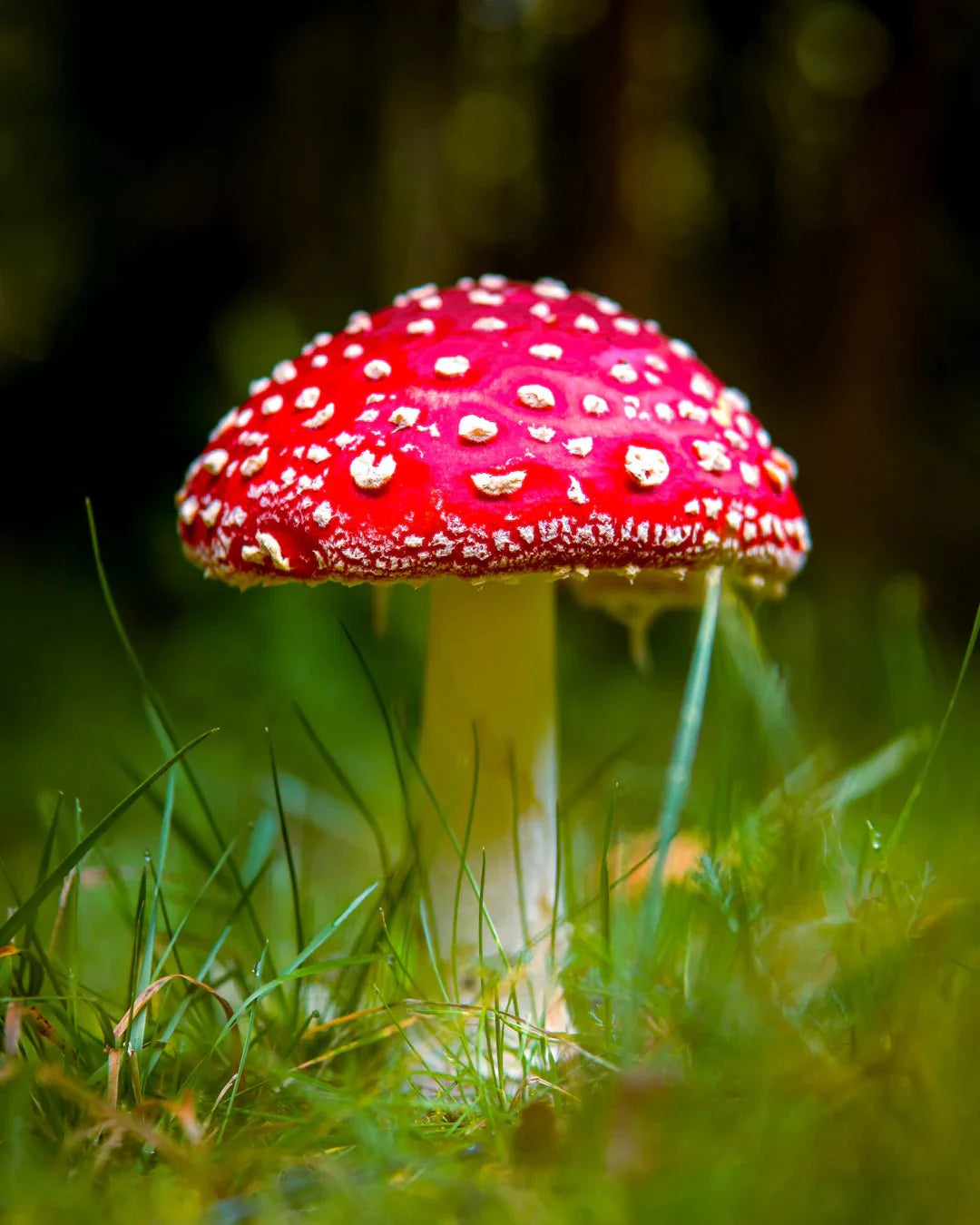 The Surprising Benefits of Amanita Muscaria Microdosing