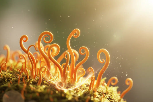 Entfessle den Athleten in dir: Wie Cordyceps militaris natürliche Energie und Ausdauer steigert – Amanita Store