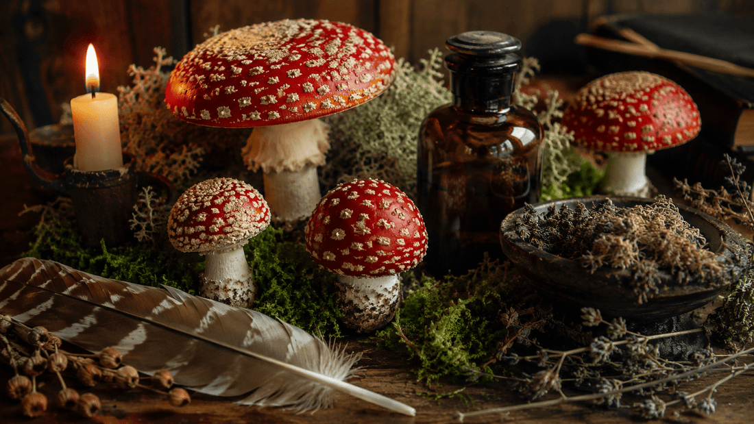Unlocking the Mysteries of Amanita Muscaria - Amanita Store