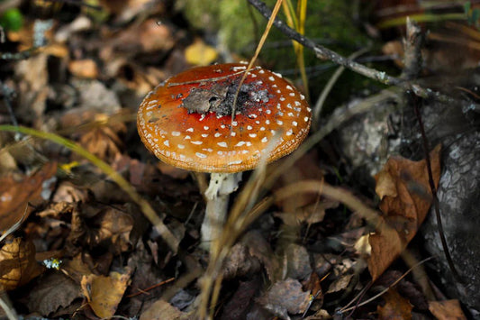 Wohlbefinden entfalten: Vorteile des Mikrodosierens mit dem Fliegenpilz – Amanita Store
