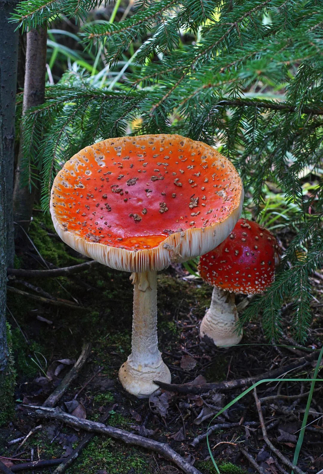 Unveiling Amanita Muscaria: History and Uses Explored