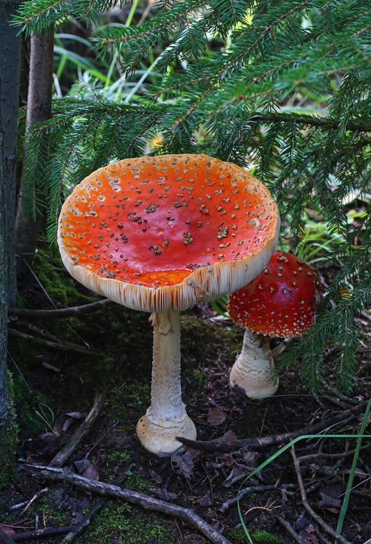 Unveiling Amanita Muscaria: History and Uses Explored