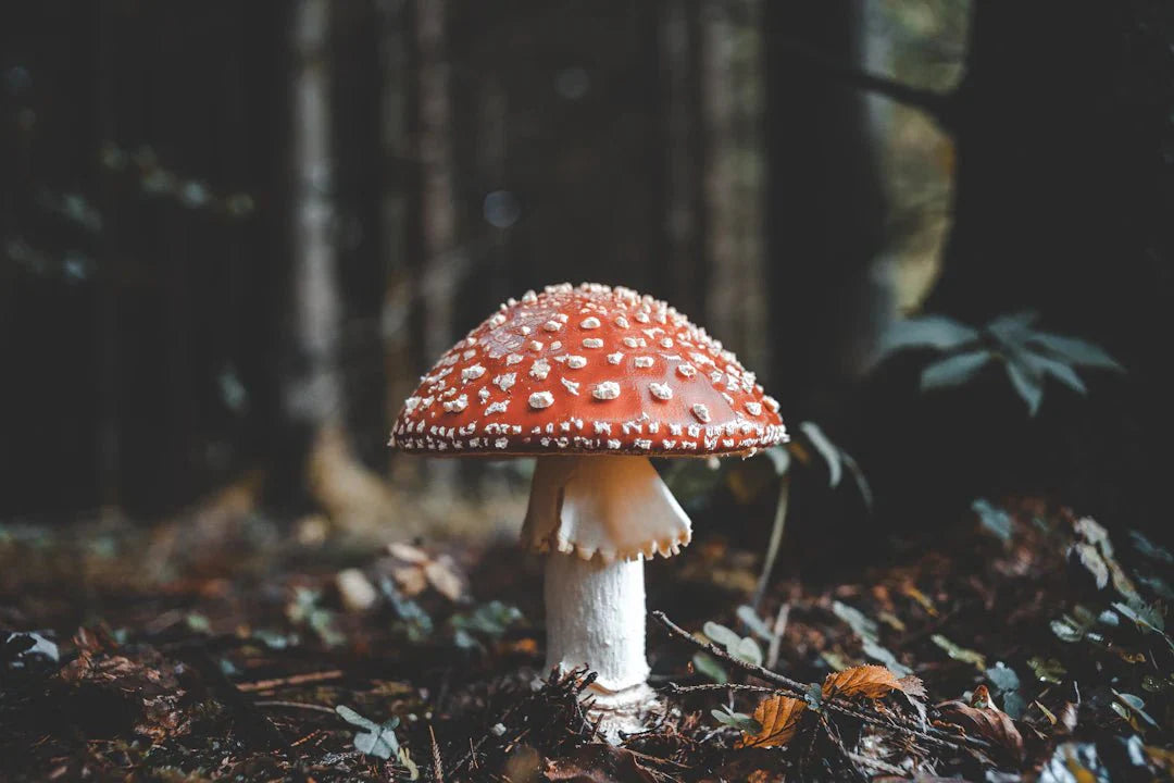 Your Guide to Preparing Amanita Muscaria for Microdosing