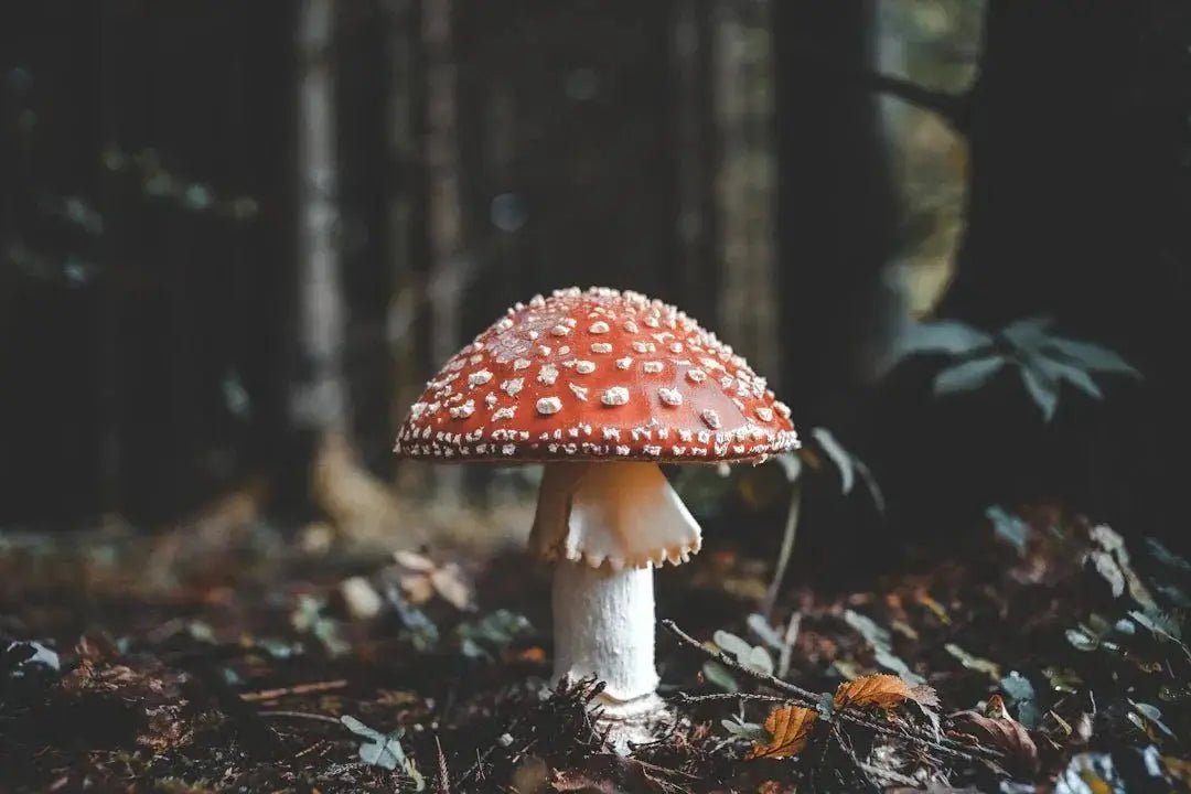 Guide de préparation de l'Amanita muscaria pour le microdosage - Amanita Store